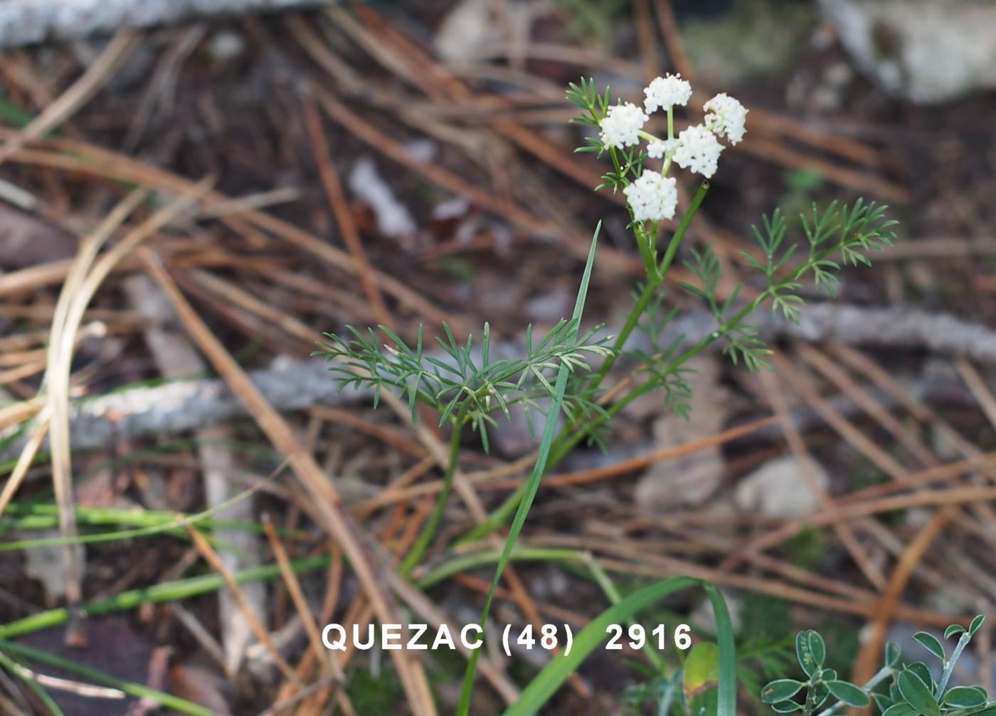 Sermontain, French plant